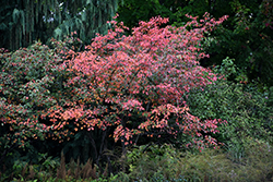 Autumn Brilliance Serviceberry (Amelanchier x grandiflora 'Autumn Brilliance') at Lurvey Garden Center