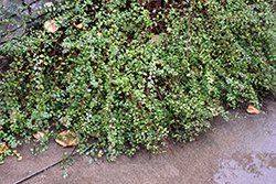 Hancock Coralberry (Symphoricarpos x chenaultii 'Hancock') at Lurvey Garden Center