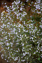 Dwarf Calamint (Calamintha nepeta) at Lurvey Garden Center