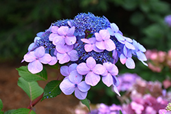 Twist-n-Shout Hydrangea (Hydrangea macrophylla 'PIIHM-I') at Lurvey Garden Center