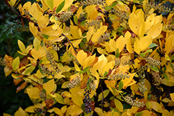 Vanilla Spice Summersweet (Clethra alnifolia 'Caleb') at Make It Green Garden Centre