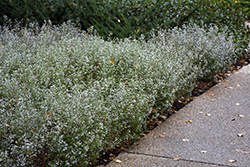 Dwarf Calamint (Calamintha nepeta) at Lurvey Garden Center