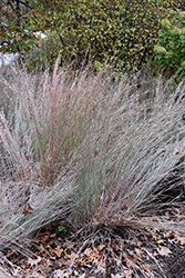 The Blues Bluestem (Schizachyrium scoparium 'The Blues') at Lurvey Garden Center