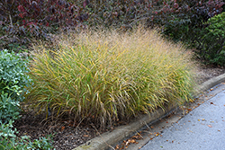 Red Switch Grass (Panicum virgatum 'Rotstrahlbusch') at Make It Green Garden Centre