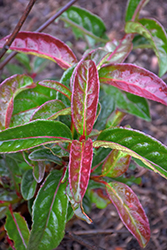 Lil' Ditty Witherod Viburnum (Viburnum cassinoides 'SMNVCDD') at Make It Green Garden Centre