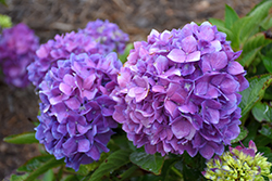 Let's Dance Rave Hydrangea (Hydrangea macrophylla 'SMNHMSIGMA') at Make It Green Garden Centre