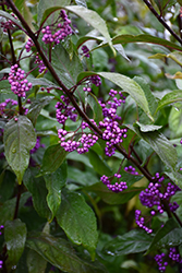 Purple Pearls Beautyberry (Callicarpa 'NCCX1') at Make It Green Garden Centre