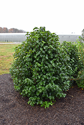 All That Glitters Viburnum (Viburnum dentatum 'SMVDLS') at Make It Green Garden Centre