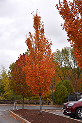 Armstrong Gold Maple (Acer x freemanii 'Armstrong Gold') at Make It Green Garden Centre