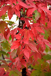 Paperbark Maple (Acer griseum) at Lurvey Garden Center