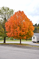 Sugar Maple (Acer saccharum) at Make It Green Garden Centre