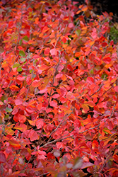 Gro-Low Fragrant Sumac (Rhus aromatica 'Gro-Low') at Make It Green Garden Centre