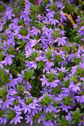 Scalora Brilliant Fan Flower (Scaevola aemula 'Scalora Brilliant') at Make It Green Garden Centre