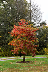 Sassafras (Sassafras albidum) at Make It Green Garden Centre