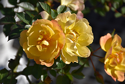 Sunshine Happy Trails Rose (Rosa 'WEKsusacofloc') at Make It Green Garden Centre