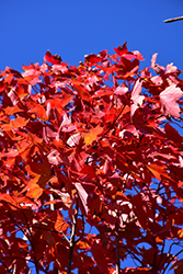 October Glory Red Maple (Acer rubrum 'October Glory') at Make It Green Garden Centre