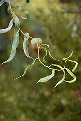 Scarlet Curls Willow (Salix 'Scarlet Curls') at Make It Green Garden Centre