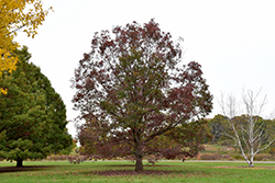 White Oak (Quercus alba) at Make It Green Garden Centre