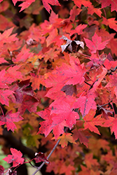 Redpointe Red Maple (Acer rubrum 'Frank Jr.') at Make It Green Garden Centre