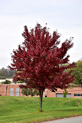 Brandywine Red Maple (Acer rubrum 'Brandywine') at Make It Green Garden Centre
