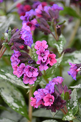 Silver Bouquet Lungwort (Pulmonaria 'Silver Bouquet') at Make It Green Garden Centre