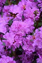 P.J.M. Regal Rhododendron (Rhododendron 'P.J.M. Regal') at Make It Green Garden Centre