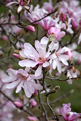 Leonard Messel Magnolia (Magnolia x loebneri 'Leonard Messel') at Lurvey Garden Center