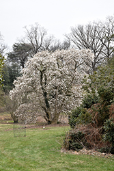 Merrill Magnolia (Magnolia x loebneri 'Merrill') at Lurvey Garden Center