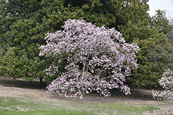 Leonard Messel Magnolia (Magnolia x loebneri 'Leonard Messel') at Lurvey Garden Center