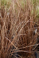 Red Rooster Sedge (Carex buchananii 'Red Rooster') at Make It Green Garden Centre