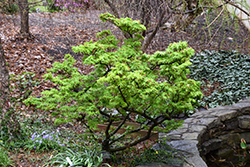 Mikawa Yatsubusa Japanese Maple (Acer palmatum 'Mikawa Yatsubusa') at Make It Green Garden Centre