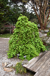 Ryusen Japanese Maple (Acer palmatum 'Ryusen') at Lurvey Garden Center