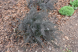 Bronze Fennel (Foeniculum vulgare 'Rubrum') at Make It Green Garden Centre