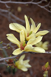 Yellow Bird Magnolia (Magnolia 'Yellow Bird') at Lurvey Garden Center