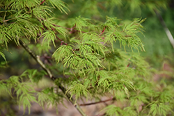 Emerald Lace Japanese Maple (Acer palmatum 'Emerald Lace') at Lurvey Garden Center