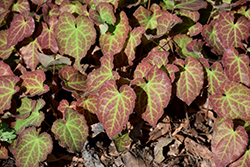 Froehnleiten Bishop's Hat (Epimedium x perralchicum 'Froehnleiten') at Make It Green Garden Centre