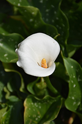 Calla Lily (Zantedeschia aethiopica) at Make It Green Garden Centre