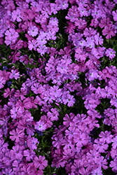 Spring Purple Moss Phlox (Phlox subulata 'Spring Purple') at Make It Green Garden Centre