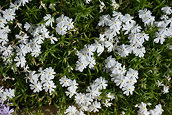 Spring White Moss Phlox (Phlox subulata 'Spring White') at Make It Green Garden Centre