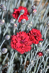 Fruit Punch Maraschino Pinks (Dianthus 'Maraschino') at Make It Green Garden Centre