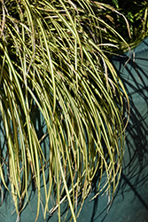 EverColor Eversheen Japanese Sedge (Carex oshimensis 'Eversheen') at Make It Green Garden Centre