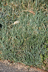 Blue Zinger Blue Sedge (Carex flacca 'Blue Zinger') at Make It Green Garden Centre