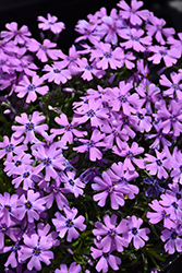 Purple Beauty Moss Phlox (Phlox subulata 'Purple Beauty') at Make It Green Garden Centre