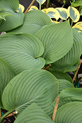 Shadowland Empress Wu Hosta (Hosta 'Empress Wu') at Make It Green Garden Centre