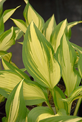 Cool As A Cucumber Hosta (Hosta 'Cool As A Cucumber') at Make It Green Garden Centre