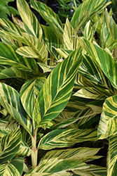 Variegated Shell Ginger (Alpinia zerumbet 'Variegata') at Make It Green Garden Centre