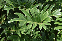 Xanadu Philodendron (Philodendron 'Winterbourn') at Make It Green Garden Centre