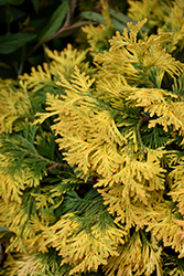 Sunkist Arborvitae (Thuja occidentalis 'Sunkist') at Make It Green Garden Centre