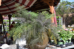 Bronze Fennel (Foeniculum vulgare 'Purpureum') at Make It Green Garden Centre