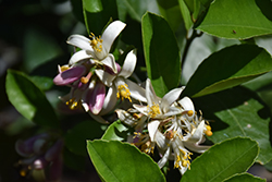 Lemon (Citrus limon) at Make It Green Garden Centre